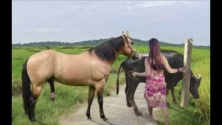 My sister training care her lovely horse in beginner 2021 [upl. by Ymer]