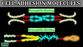 Cell Adhesion Molecules  CAMS  Cadherin Integrin IGCAMS Selectin [upl. by Lunnete]