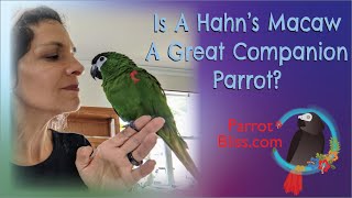 Hahns Macaw 3 Pros amp Cons  Are Hahnsmacaws Brilliant [upl. by Anelahs471]