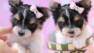 Beautiful Biewer Yorkshire Terrier Puppy  TeaCups Puppies amp Boutique [upl. by Etnor293]