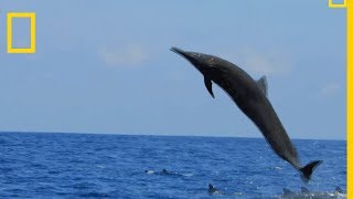 Le dauphin du CostaRica est un acrobate [upl. by Weissmann]