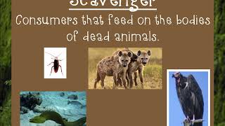 Producers Consumers Scavengers and Decomposers [upl. by Doykos]