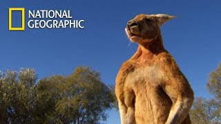 Muscular Kangaroos Martial Arts Match｜National Geographic [upl. by Dlopoel]