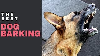 Dog Barking Sound Effect  Aggressive Dog Bark Sound Effect [upl. by Airod162]