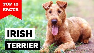 Irish Terrier  Top 10 Facts [upl. by Eiramanel]