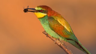 European beeeaters hunting at sunset [upl. by Ynetsed]