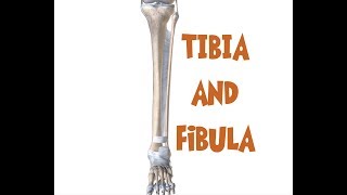 Tibia and Fibula Anatomy leg bones [upl. by Ier]