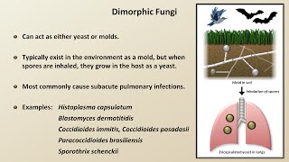 Classification and Structure of Fungi Fungal Infections  Lesson 1 [upl. by Inaffets298]