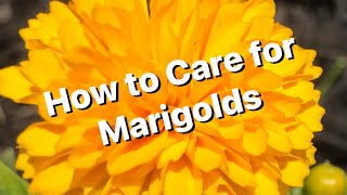 Marigold Care [upl. by Anassor107]