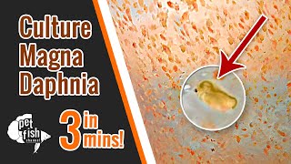 How to culture DAPHNIA MAGNA  The easy way [upl. by Cirda]