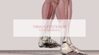 Tibialis Posterior Muscle Function Foot Inversion [upl. by Adnahsal]