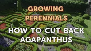 How to Cut Back Agapanthus [upl. by Tolliver169]