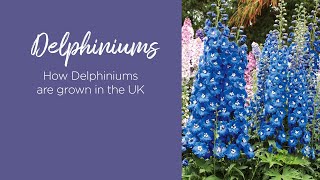 How Delphiniums are grown in the UK [upl. by Inwat319]