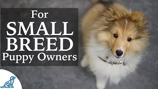 Sheltie Puppy Training  Should Small Breed Owners Train Differently [upl. by Erasme]