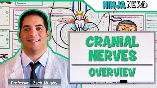 Neurology  Cranial Nerves Overview [upl. by Kristof401]