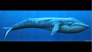 Whale Sound Effect  HD [upl. by Bonina309]