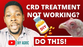 CRD in Chickens  Poultry Diseases and Treatment [upl. by Aronael]