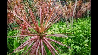 Dracaena Marginata Caring Instructions  Dragon Tree [upl. by Ana]