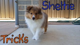 Sheltie learning tricks Compilation [upl. by Gui924]