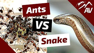 Camponotus ANTS VS SNAKE [upl. by Erick588]