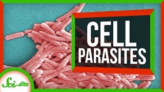 6 Parasites That Live INSIDE Cells [upl. by Zara]