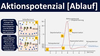 Aktionspotential Ablauf Depolarisation Repolarisation Hyperpolarisation  Biologie Oberstufe [upl. by Sinned]