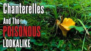 Chanterelle Mushrooms and POISONOUS Lookalike  Foraging in Appalachia [upl. by Romaine165]