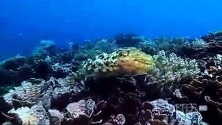 THE CUTTLEFISH Kings of Camouflage documentary english Part 1 [upl. by Gillespie]