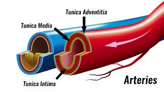 Blood vessels  Structure amp Function  GCSE PE [upl. by Annwahs]