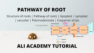 symplast And Apoplast Pathway  Transportation  Class 11 Biology [upl. by Gally978]