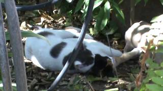 Cat mating season How cats make love 2014 feb 19th wed 1 40pm M2U00583 [upl. by Legim635]