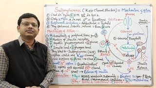 Diabetes Mellitus Part10 Mechanism of Action of Sulfonylurease  Antidiabetic Drugs  Diabetes [upl. by Veron161]