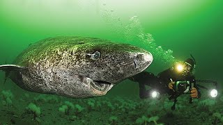 512 Year Old Greenland Shark  Oldest Living Shark [upl. by Mellitz271]