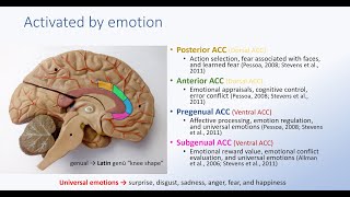 Anterior Cingulate Cortex and Emotion [upl. by Publus]