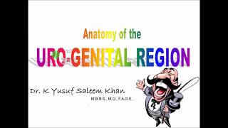 Anatomy of UroGenital Region  Dr Yusuf [upl. by Nabla972]