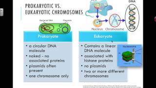 Prokaryotic vs Eukaryotic Chromosomes 2016 IB Biology [upl. by Meehaf]