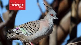 Pigeons sound a warning call—with their feathers [upl. by Corsiglia918]