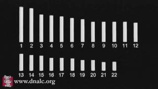 Chromosome Map [upl. by Carrick]