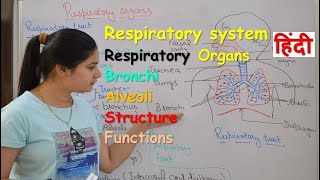 Respiratory system anatomy amp physiology in hindi  Organs  structure  functions [upl. by Annissa]