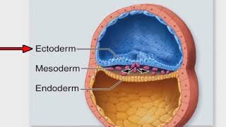 Stages of Prenatal Development [upl. by Eiderf825]