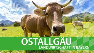 Landwirtschaft in Bayern Ostallgäu [upl. by Auqenaj486]