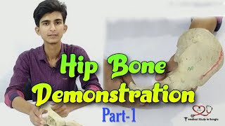 Hip bone anatomy in bangla  Parts features attachmentsrelations part1 [upl. by Kolk567]