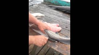 How to fillet a cod fish  WITH NO BONES [upl. by Asil]