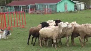 Shetland Sheepdog HIPHOP KLIMSVEVIK herding sheep [upl. by Yraunaj119]