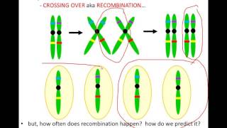 Lecture 9  Linkage Recombination and Mapping [upl. by Ennairek]