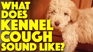 What does Kennel Cough sound like [upl. by Ydnec719]