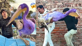 Mamu Ya Kesa Bird Pakar Kr La Aiy 😱 Zoo Mein [upl. by Clower]