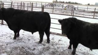 Lowline Angus Calves and Bulls [upl. by Katharyn]