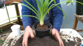 How to pot on agapanthus [upl. by Cassie]