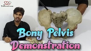 Articulated Pelvis anatomy in bangla  Bony Pelvis demonstration [upl. by Einnig]